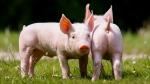 Африканская чума свиней (информационная памятка для населения)