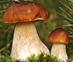 О рекомендациях как выбирать и готовить грибы